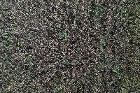 counting wheat ear from drone images project thumbnail