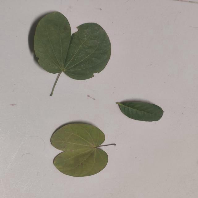 Leaf Detection Object Detection Model by Knowhere