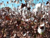 cotton project thumbnail