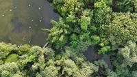 Drone_forest project thumbnail