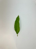 Dataset Daun Mangga project thumbnail