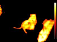 Rat Thermal Detection F. Hotmap project thumbnail