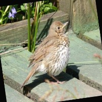 Bird in Rice Fields project thumbnail