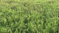 Bird Detection in Paddy Field project thumbnail
