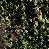 Grasshopper and Bugs on Grass project thumbnail
