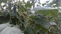 cucumber project thumbnail