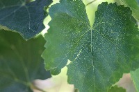 Grape Disease Dataset project thumbnail