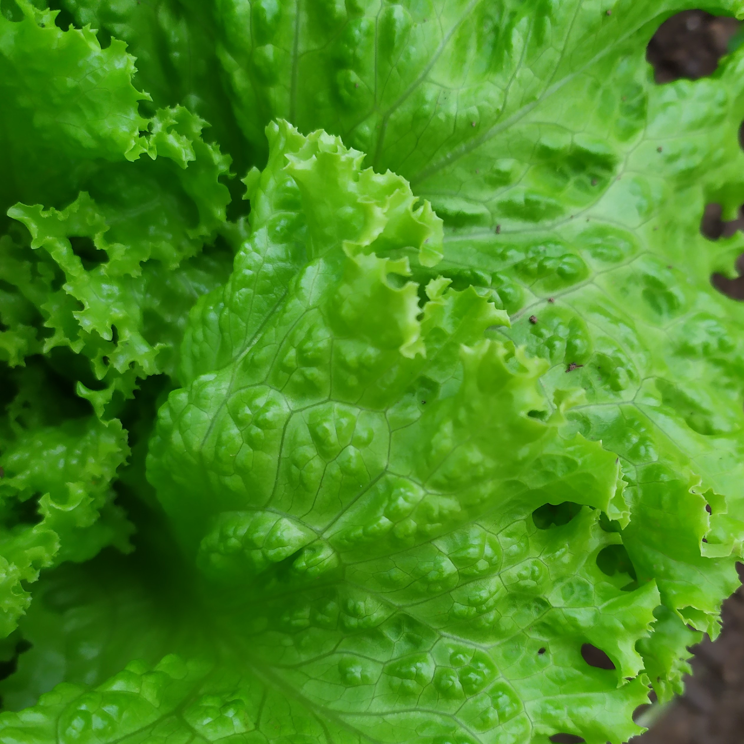 Lettuce Leaf Disease Identifier Classification Dataset by UC