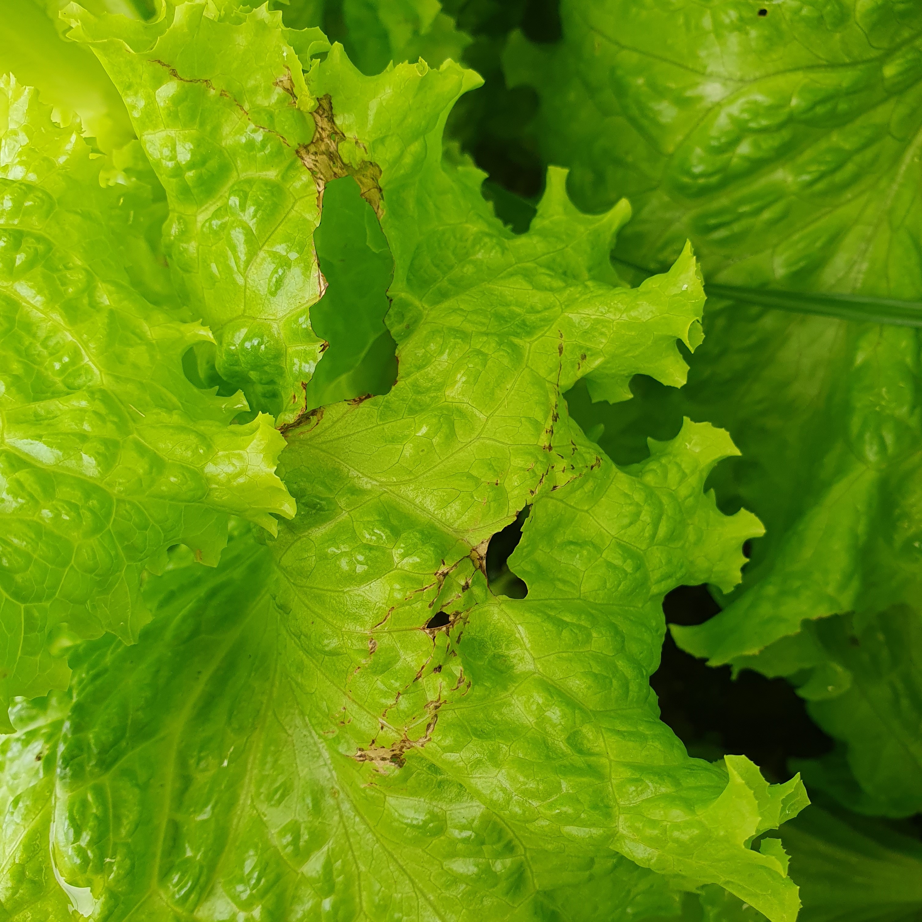 Lettuce Leaf Disease Identifier Classification Dataset by UC