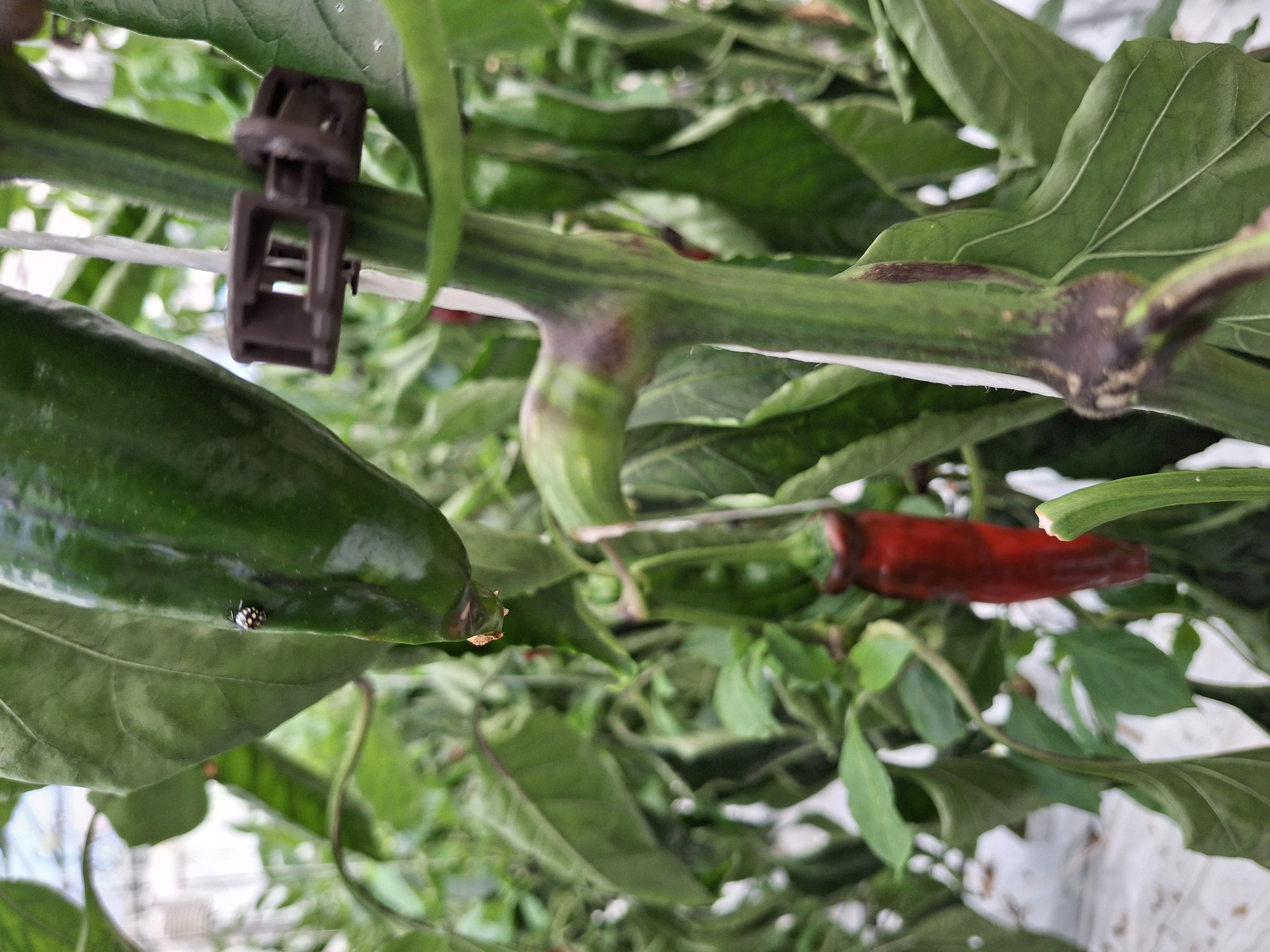 label_insect Object Detection Model by BiobestInsectdata