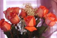 rose project thumbnail