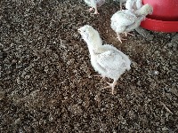 Chicken detection v2 project thumbnail