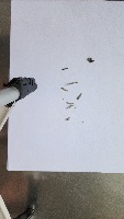 Stage of Rachiplusia Nu larva project thumbnail