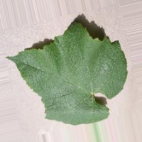 Vine project thumbnail