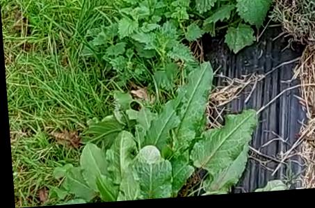 My Weed Dataset Object Detection Dataset And Pre Trained Model By My Weed Dataset Object Detection Dataset And Pre Trained Model By