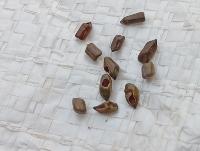 Seed detector project thumbnail