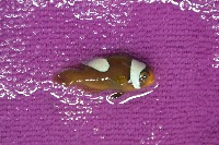 fish out water project thumbnail