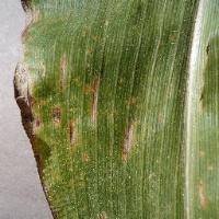 Maize_Disease_Classification project thumbnail