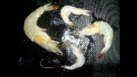 shrimp-konvey project thumbnail