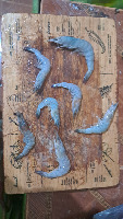 My shrimp project thumbnail