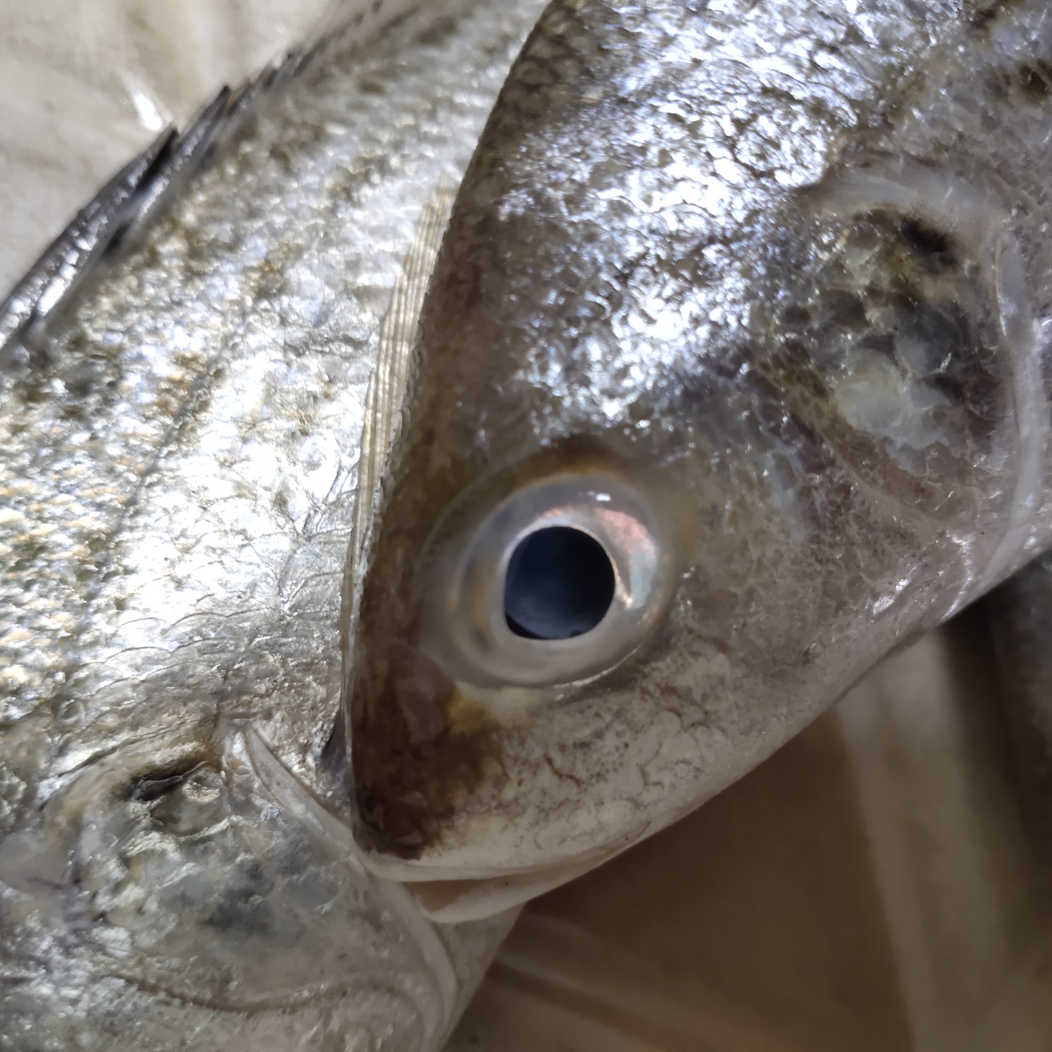 detect_fish_eye Object Detection Dataset by Tugas Akhir