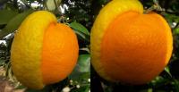 fruits project thumbnail