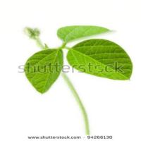 plants project thumbnail