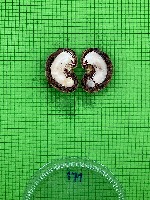 nuts project thumbnail