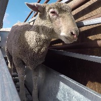 Realtime-Sheep-Detection Object Detection Model by Project Realtime ...