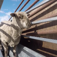 Realtime-Sheep-Detection Object Detection Model by Project Realtime ...
