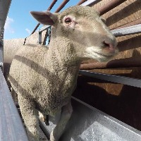 Realtime-Sheep-Detection Object Detection Model by Project Realtime ...