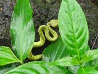 Snake Species project thumbnail