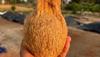 coconut project thumbnail