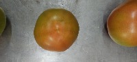Tomate project thumbnail