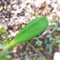 Mangrove Species Images Dataset From Dompak Island by UMRAH Students project thumbnail