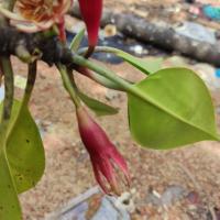 Mangrove Multi-Organ project thumbnail