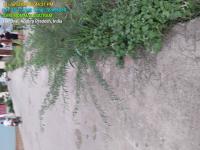Obstruction Of Road By Trees project thumbnail