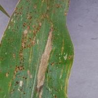 corn-leaf-disease project thumbnail