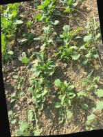 weed detection project thumbnail