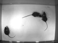 detection project thumbnail