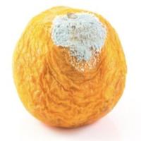 Fresh and stale fruits project thumbnail