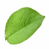 deteksi daun project thumbnail