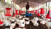 Poultry Litter Tracking 2 project thumbnail