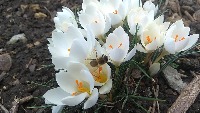 bee-detection project thumbnail
