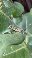 Monarch Butterfly project thumbnail