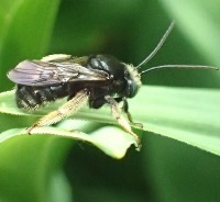 Melissodes bimaculatus project thumbnail