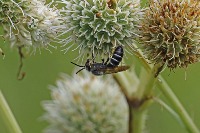 Halictus rubicundus project thumbnail