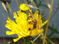 Halictus scabiosae  project thumbnail