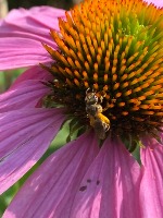 Halictus ligatus project thumbnail