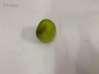 Green apple classification project thumbnail